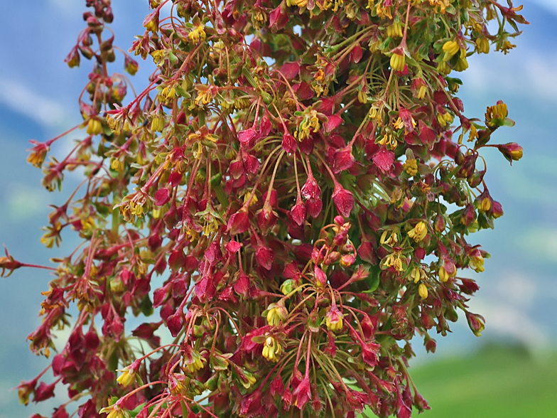 Rumex alpinus