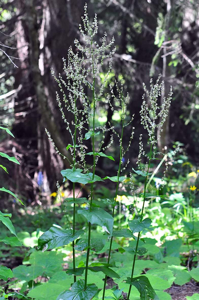 Rumex arifolius