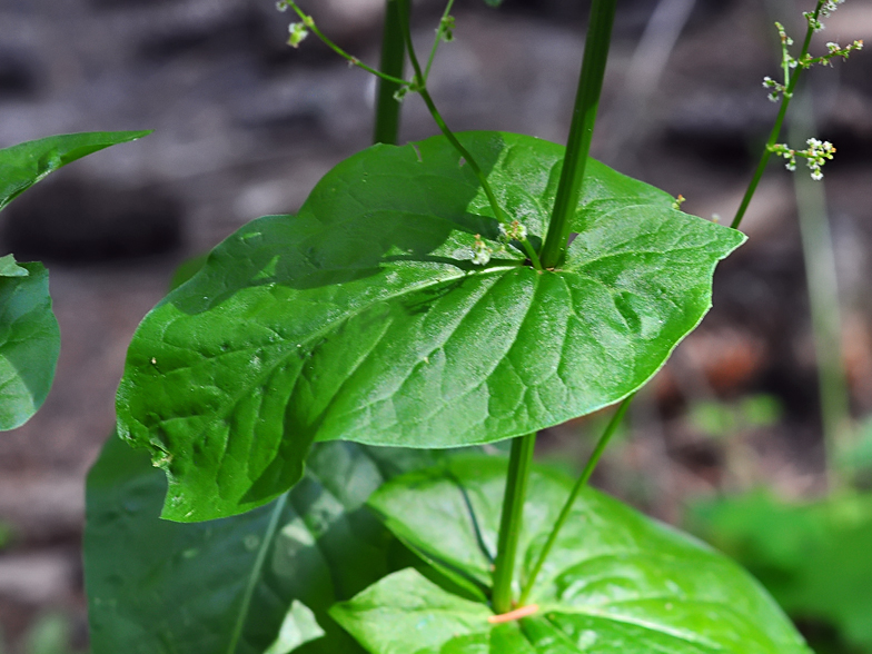 Rumex arifolius