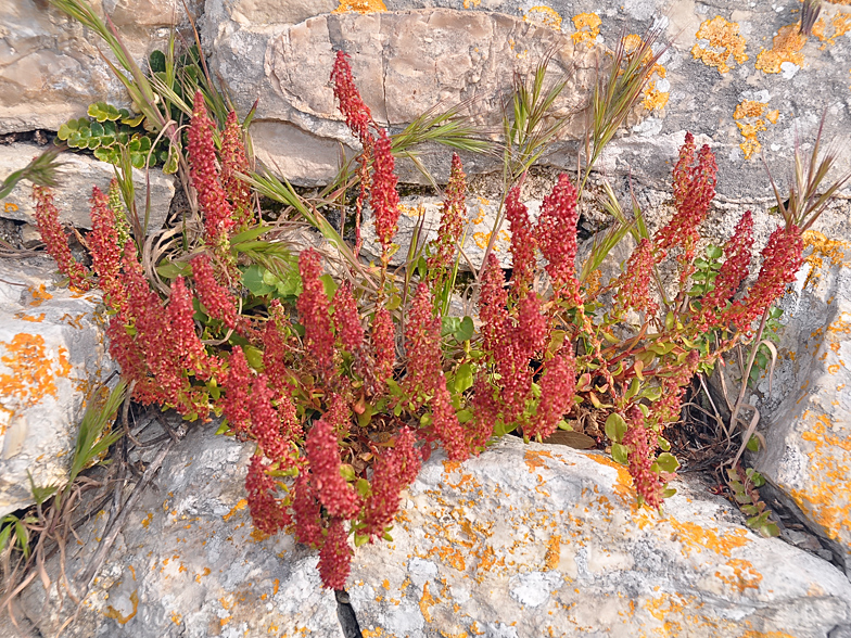 Rumex bucephalophorus