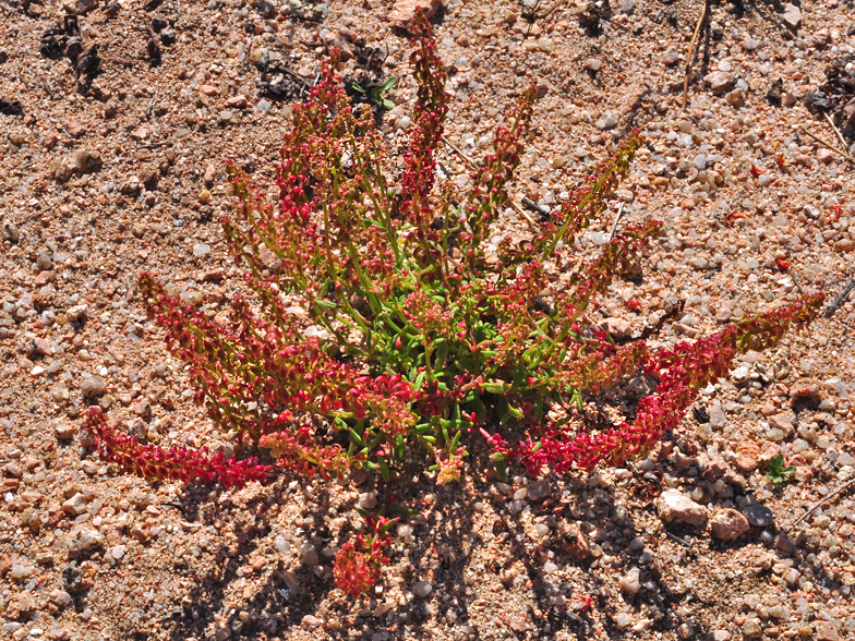 Rumex bucephalophorus