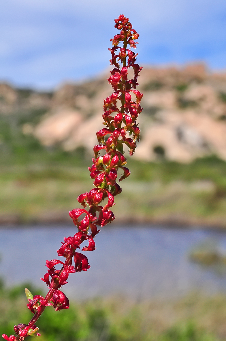 Rumex bucephalophorus