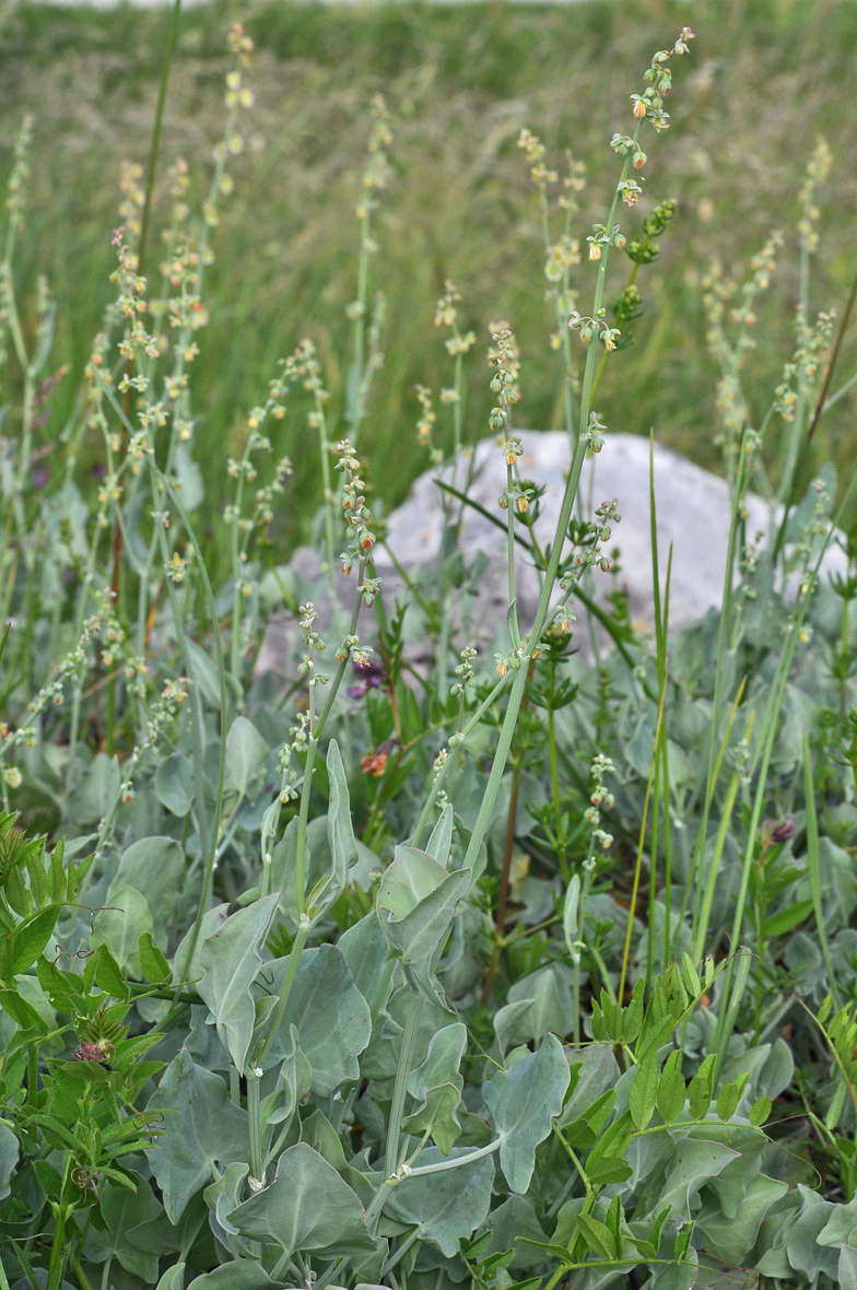 Rumex scutatus var glaucus