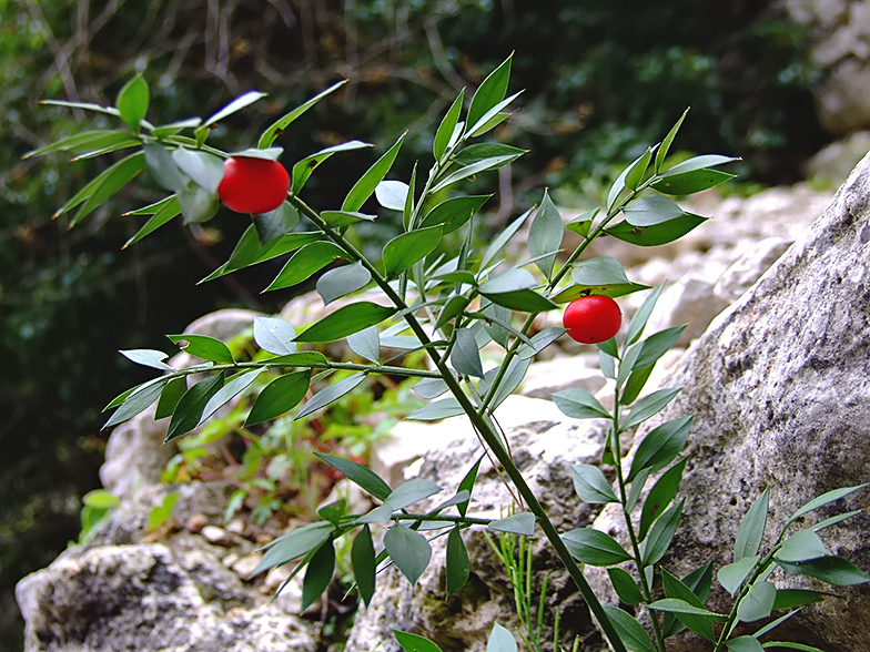 Ruscus aculeatus