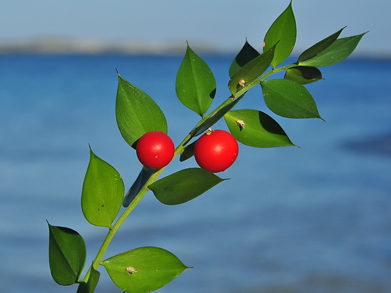 Ruscus aculeatus