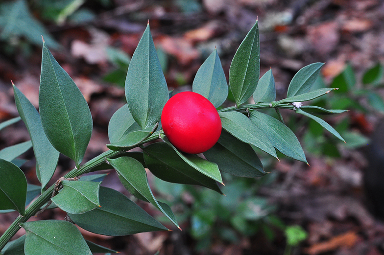 Ruscus aculeatus