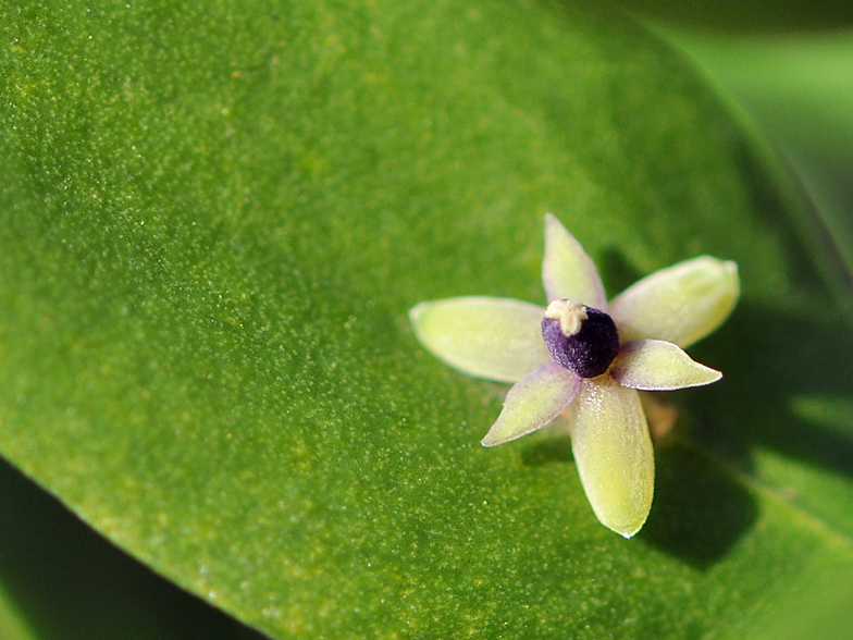 Ruscus aculeatus