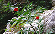 Ruscus aculeatus