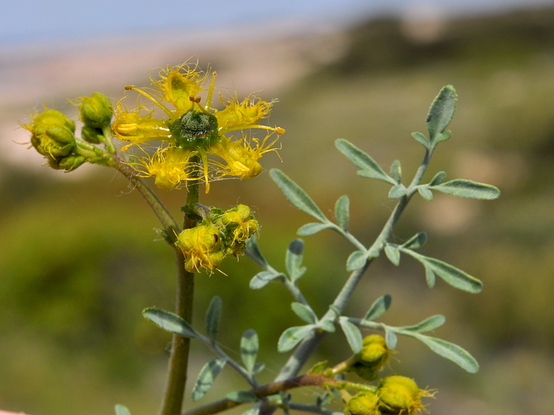 Ruta angustifolia