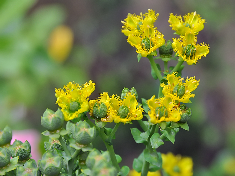 Ruta chalepensis