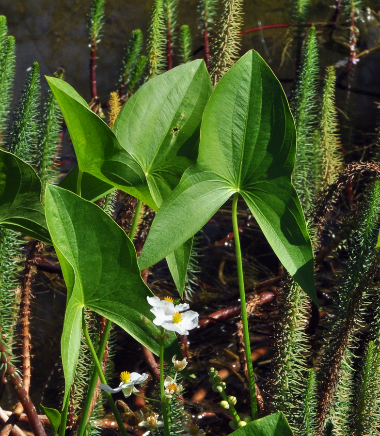 Sagittaria latifolia 3