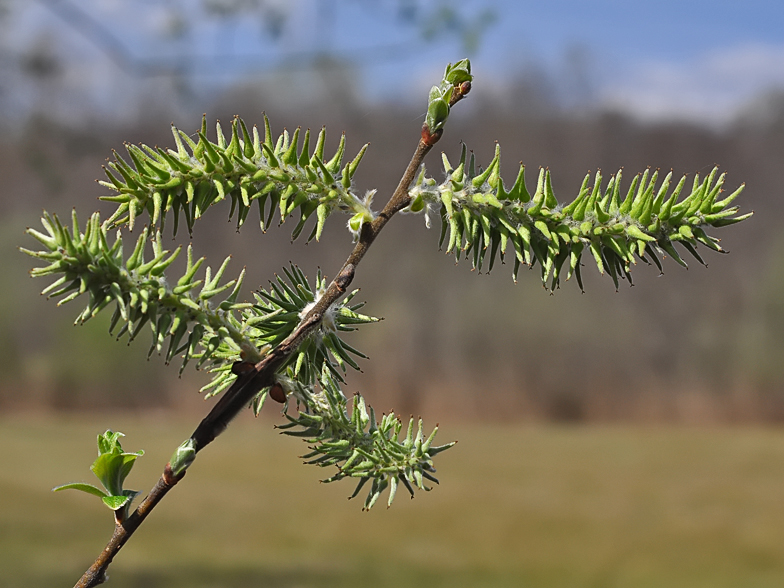 Salix caprea