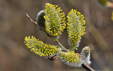 Salix caprea