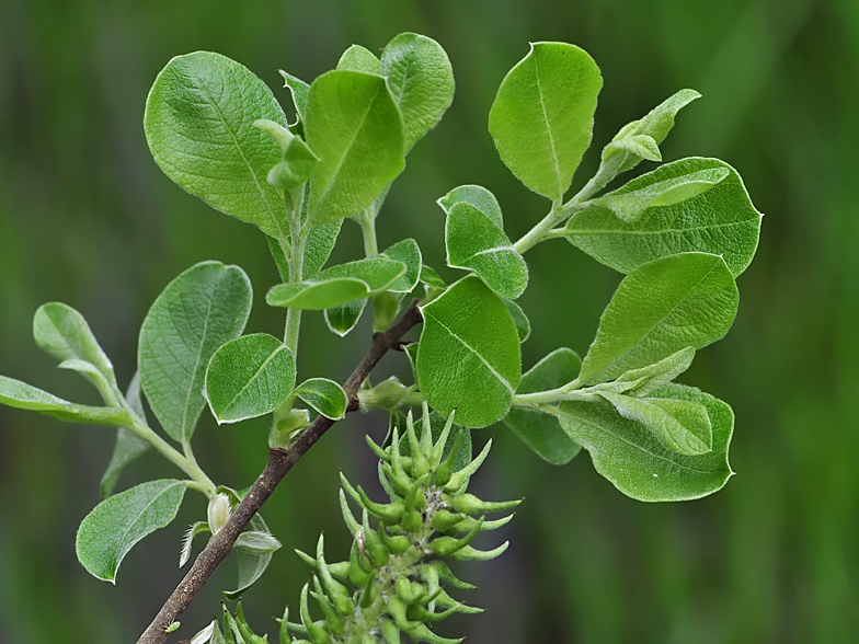 Salix cinerea