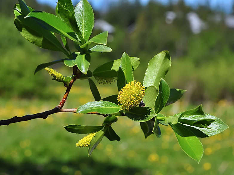 Salix pentandra