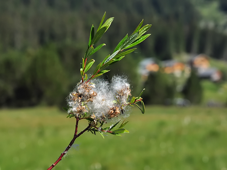 Salix repens