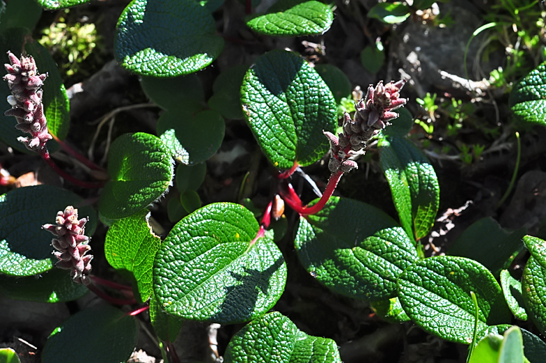 Salix reticulata