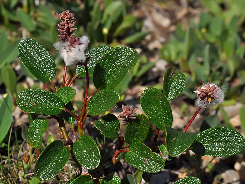 Salix reticulata