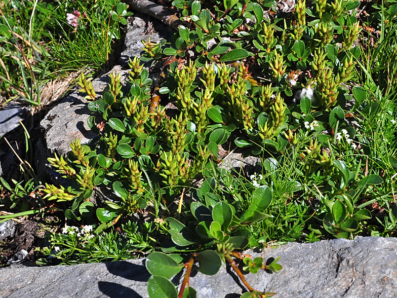 Salix retusa