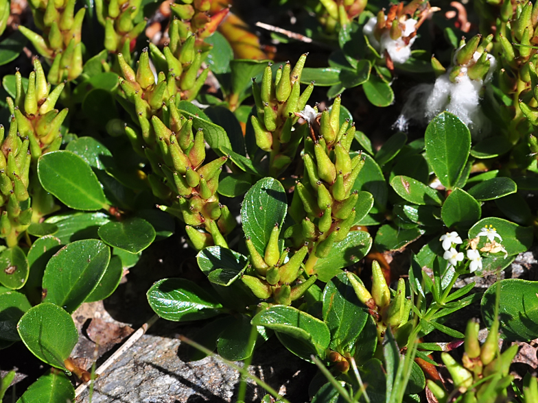 Salix retusa