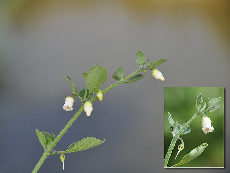 Salpichroa origanifolia