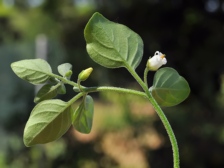 Salpichroa origanifolia