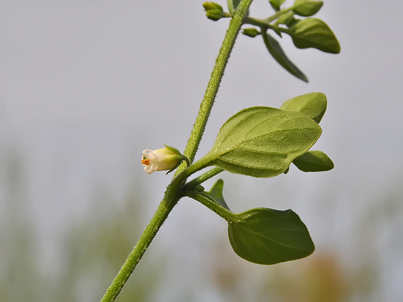 Salpichroa origanifolia