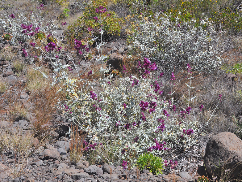 Salvia canariensis