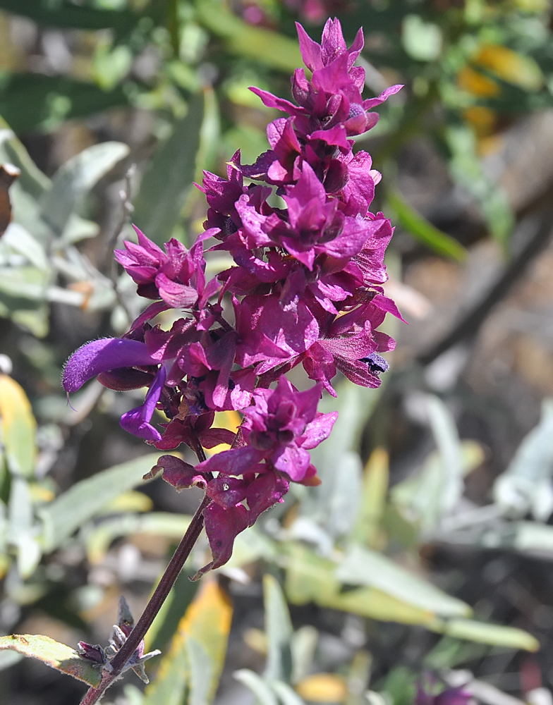 Salvia canariensis