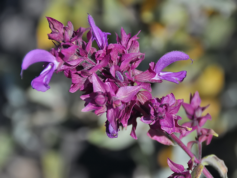 Salvia canariensis