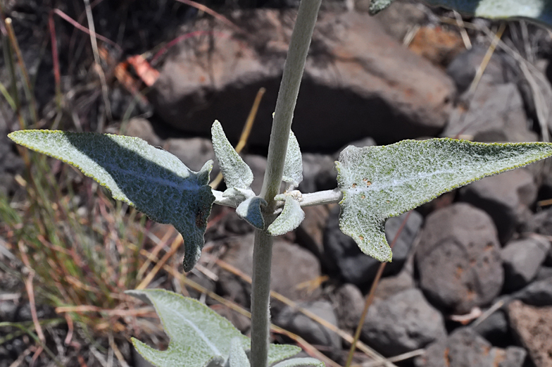 Salvia canariensis feuilles