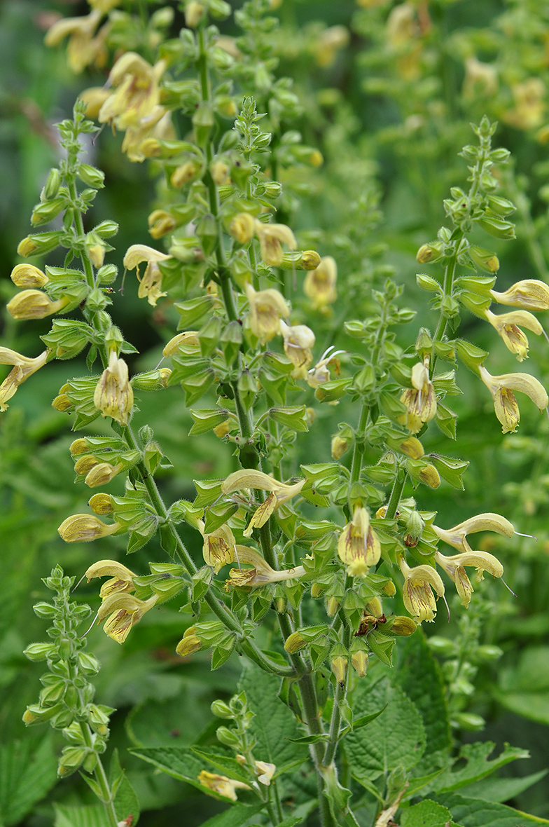 Salvia glutinosa