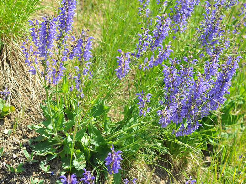 Salvia pratensis