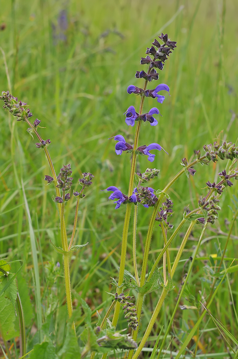 Salvia pratensis