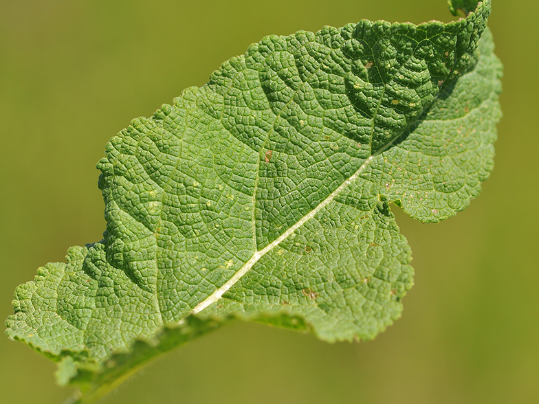 Salvia pratensis