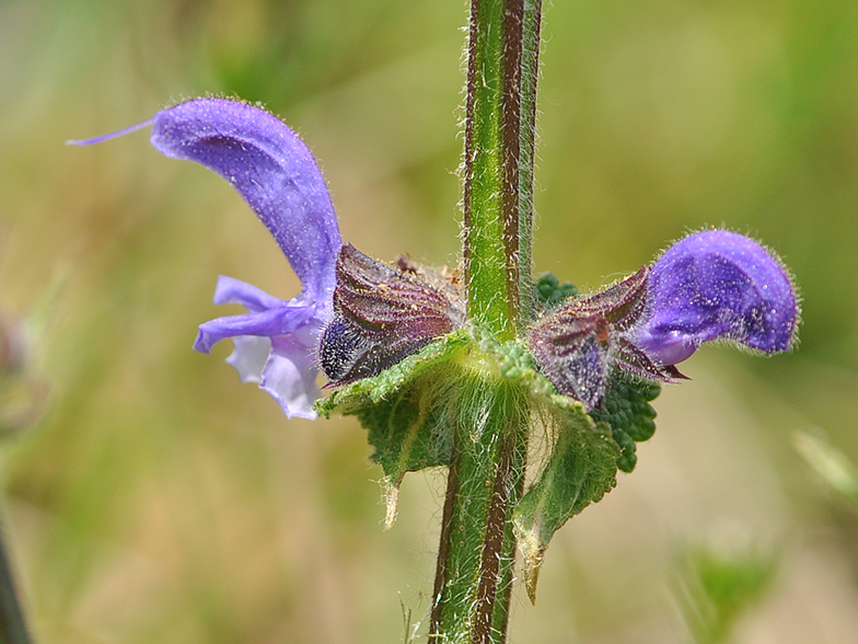 Salvia pratensis