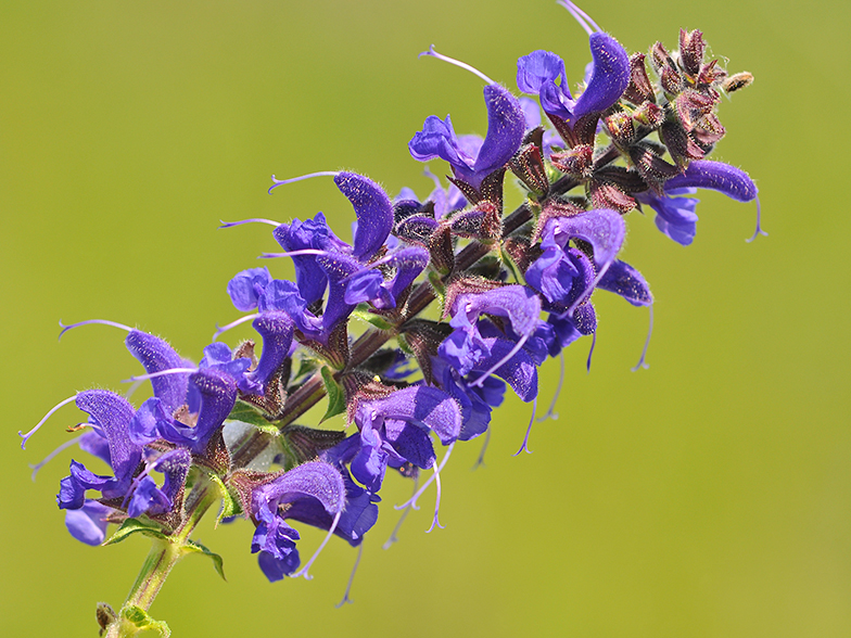 Salvia pratensis