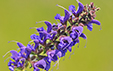 Salvia pratensis