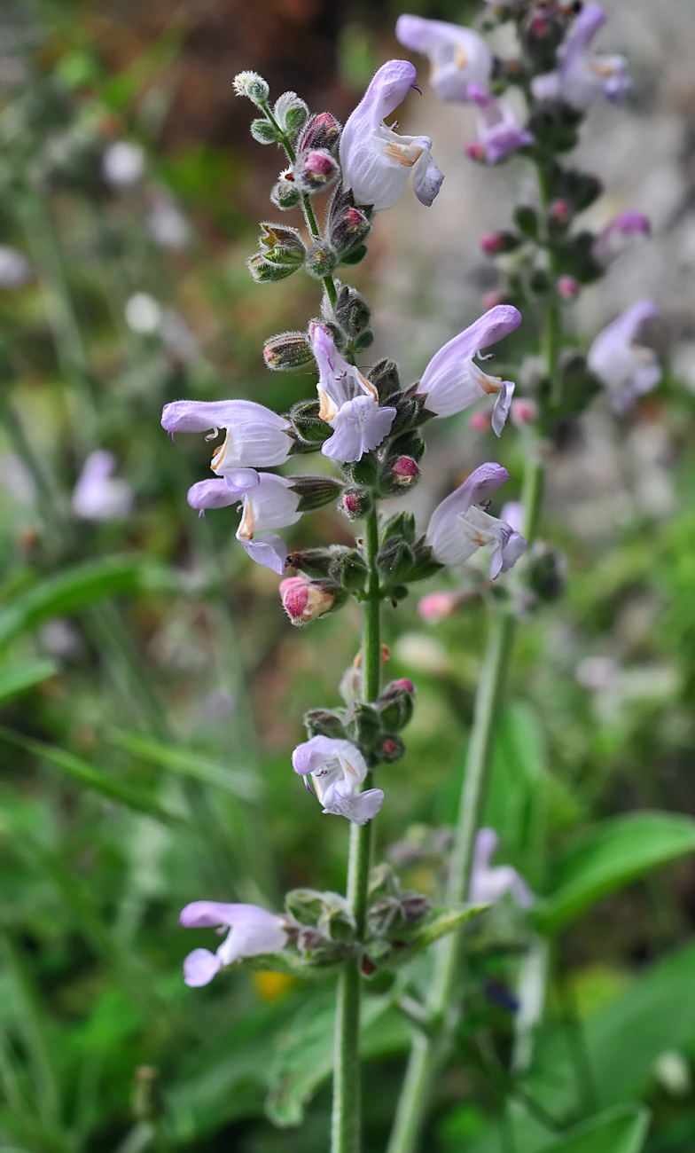 Salvia triloba