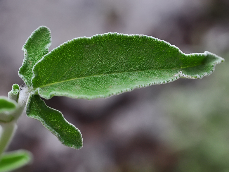 Salvia triloba feuille