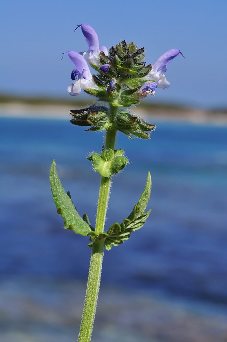 Salvia verbenaca