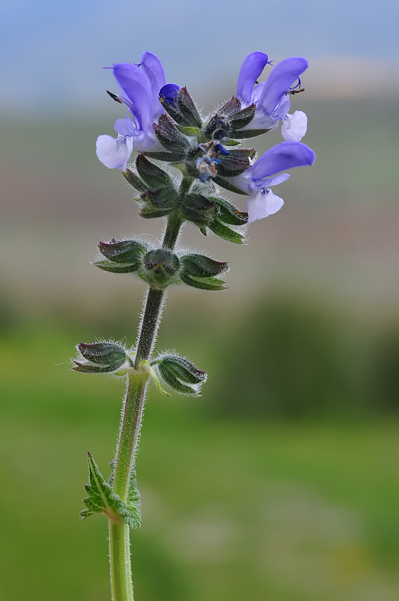 Salvia verbenaca