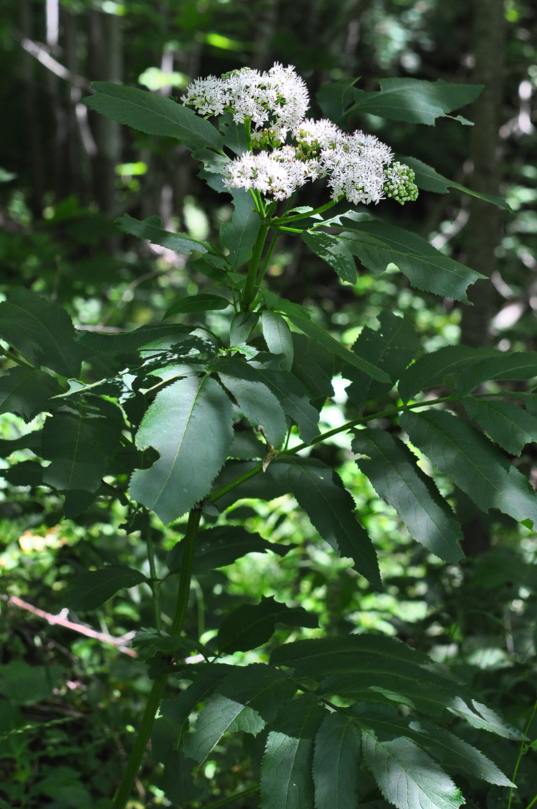 Sambucus ebulus