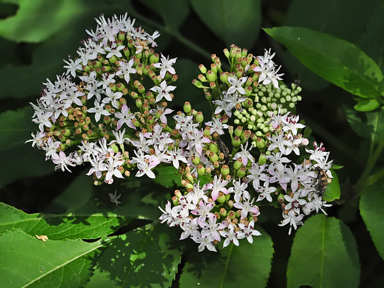 Sambucus ebulus