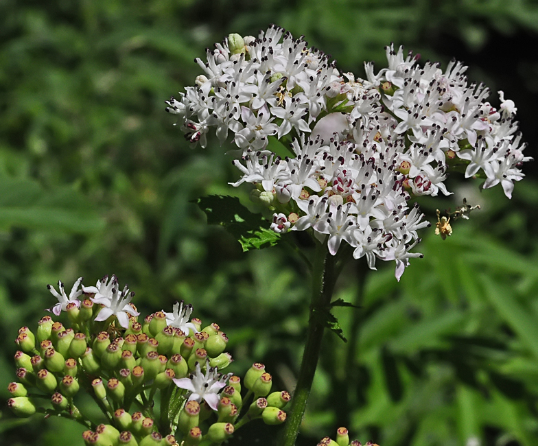 Sambucus ebulus