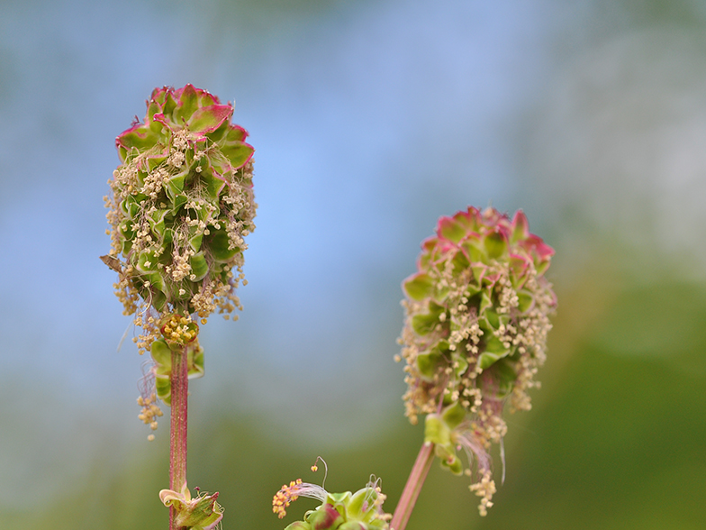 Sanguisorba minor