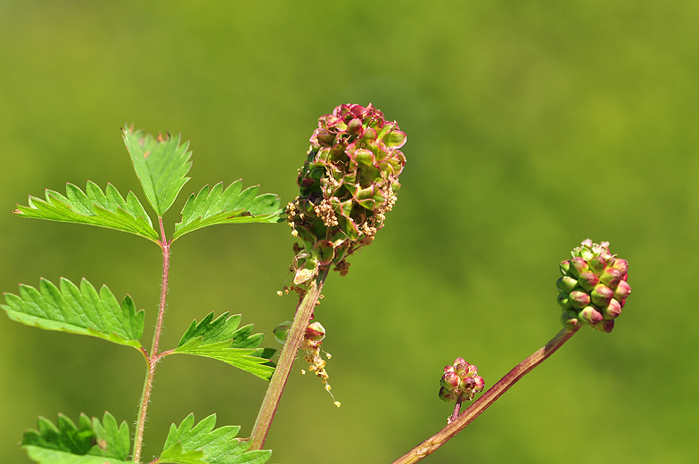 Sanguisorba minor