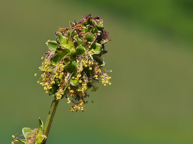 Sanguisorba minor