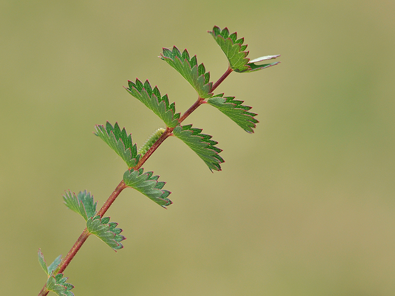 Sanguisorba minor