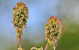 Sanguisorba minor